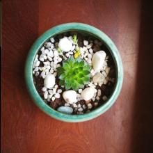 Création de mini jardin