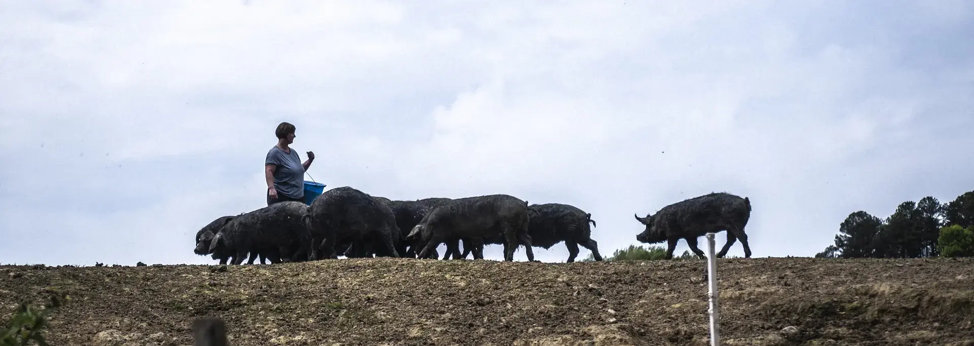 Les porcs de la Ferme Cazalé