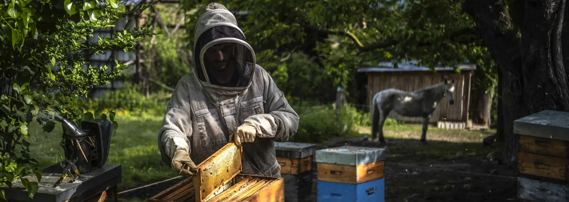 Sylvain Masseillou, apiculteur à Lescar