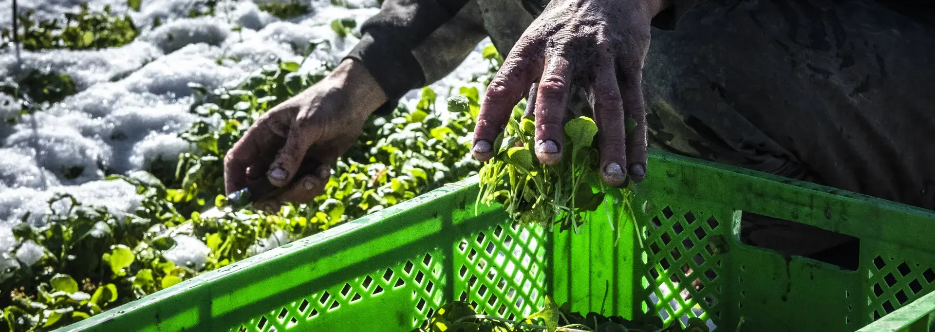  Julien Moreau de la ferme "Terra Preta"