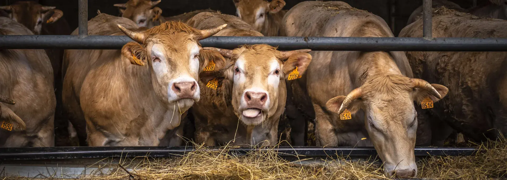 Les vaches de la Ferme des 4 vents