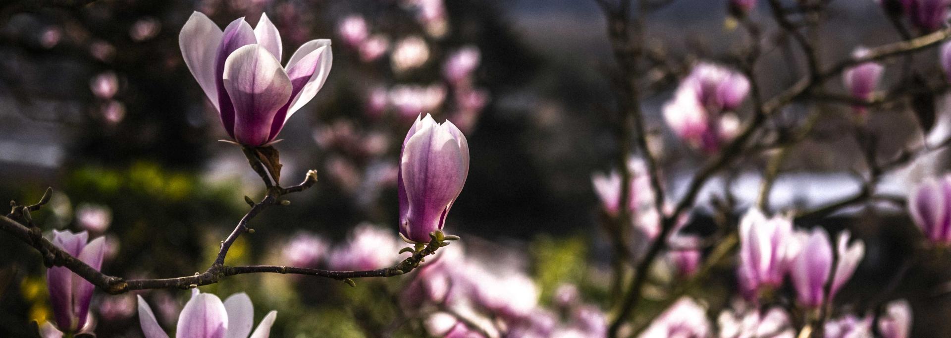 Le Parc Beaumont au Printemps