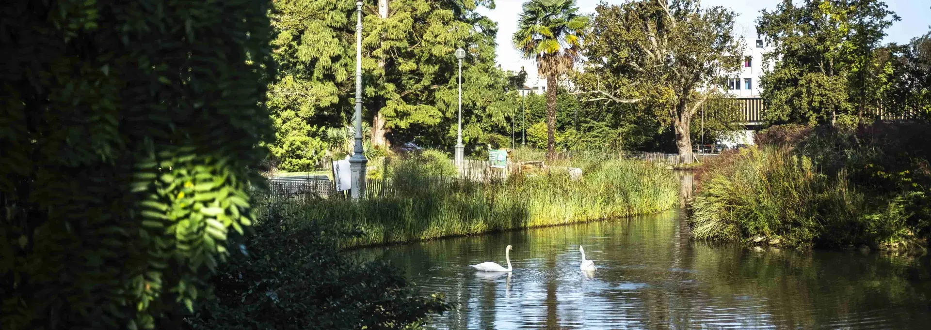 Les cygnes du parc Beaumont font leur nid