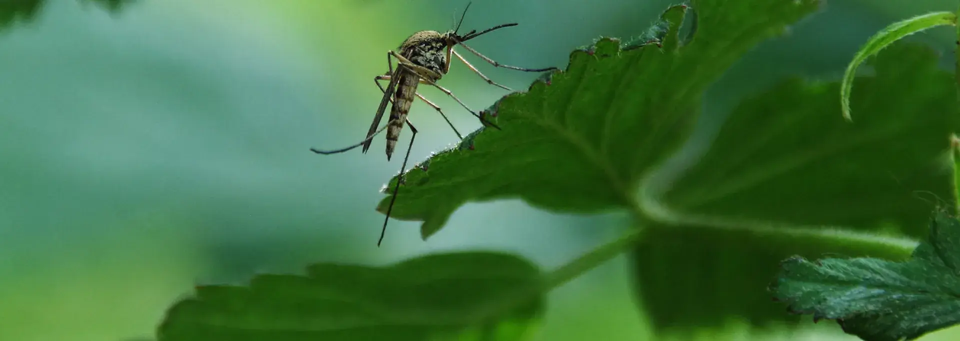 Un moustique tigre sur une feuille