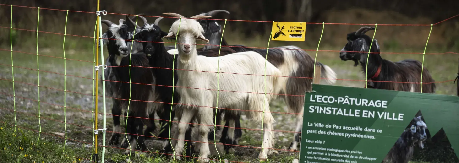 L'éco-pâturage dans les parcs et jardins