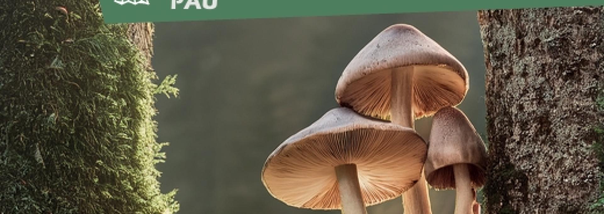 Salon Champignon PAU
