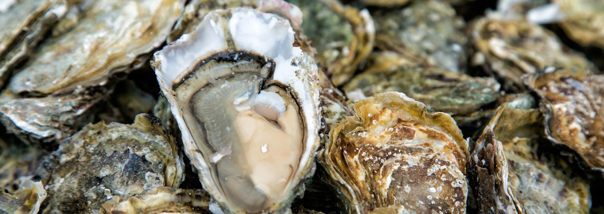 Un stand d'huitres 