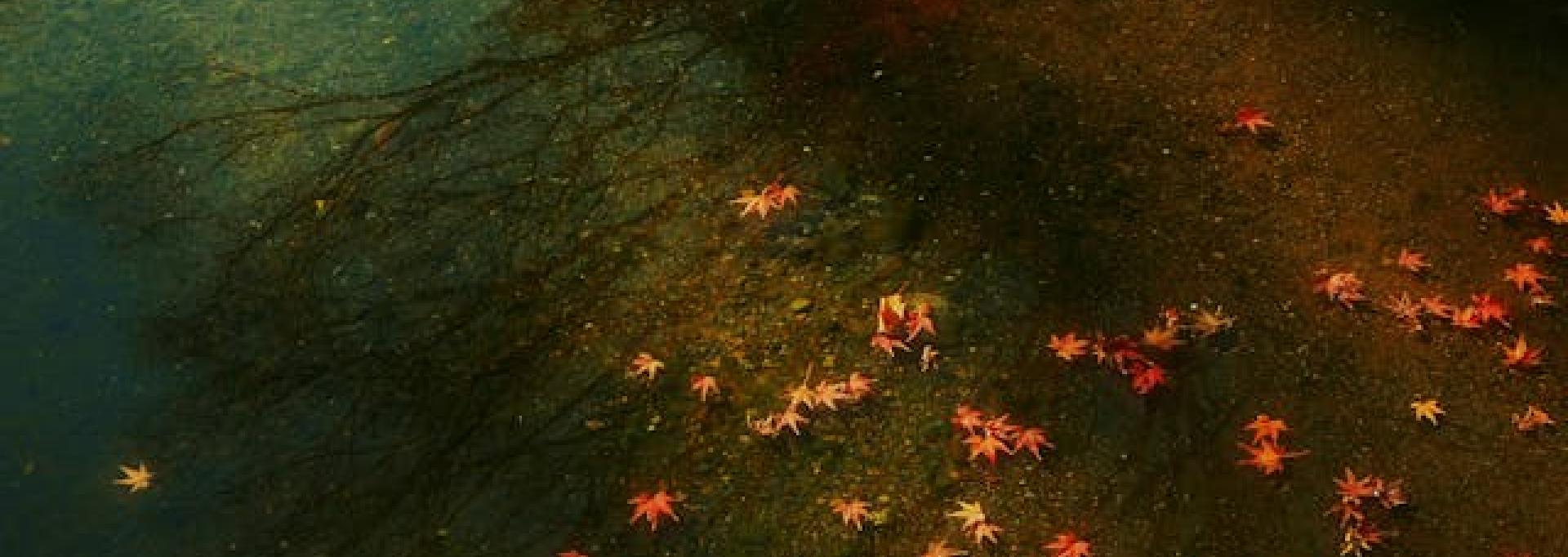 Japon : Mois du documentaire Japon : Mois du documentaire