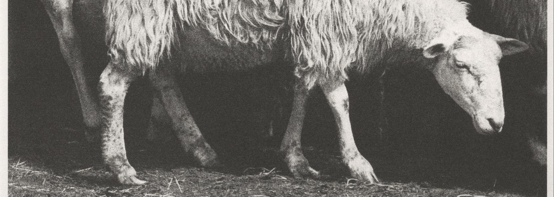 Exposition "Manech, Retour aux savoirs laines" de Claire Jouanchicot et Studio Aldea