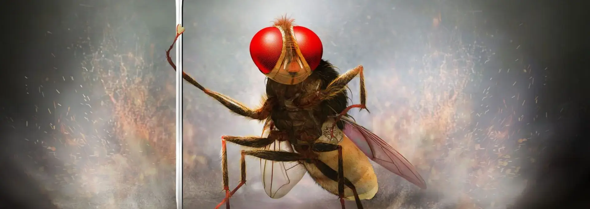 eega la mouche vengeresse film melies pau