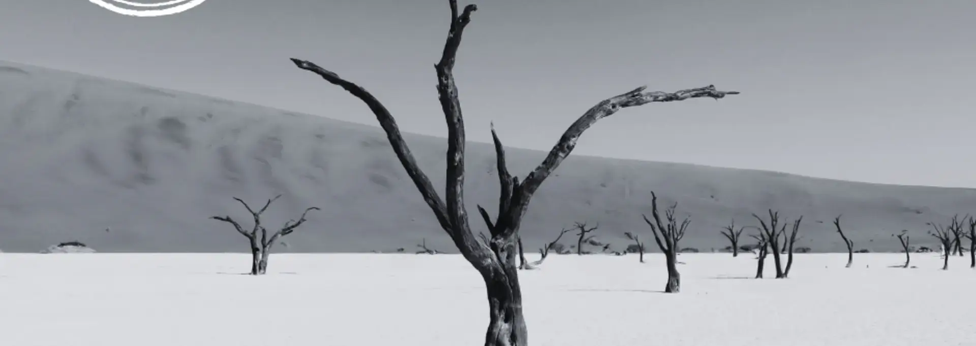 Photo d'un arbre dans le désert