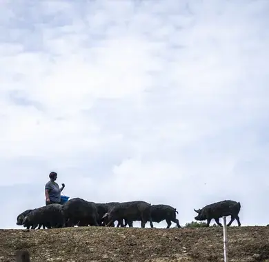 Les porcs de la Ferme Cazalé