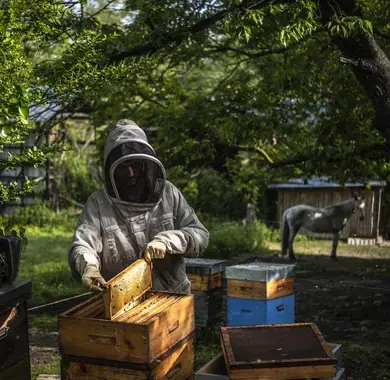 Sylvain Masseillou, apiculteur à Lescar