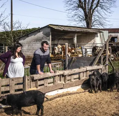 Pau de Vaches à Pau