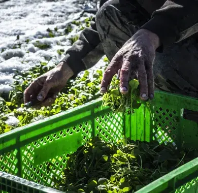  Julien Moreau de la ferme "Terra Preta"