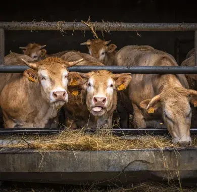 Les vaches de la Ferme des 4 vents
