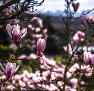 Le Parc Beaumont au Printemps