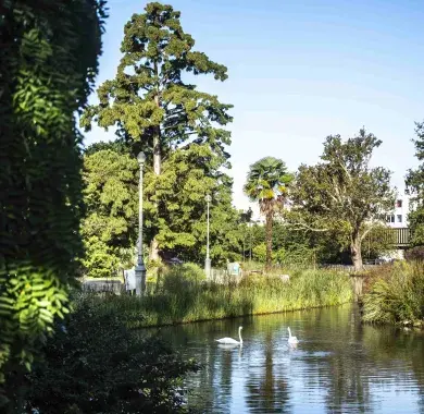 Les cygnes du parc Beaumont font leur nid