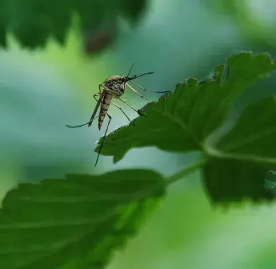 Un moustique tigre sur une feuille