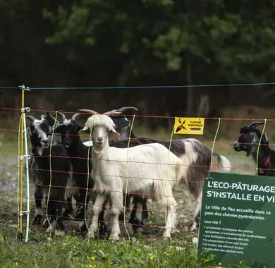 L'éco-pâturage dans les parcs et jardins