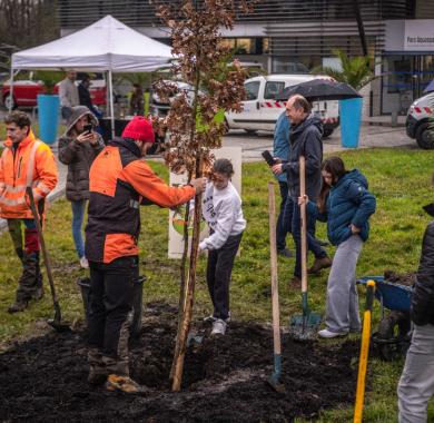 Plantation d'arbres