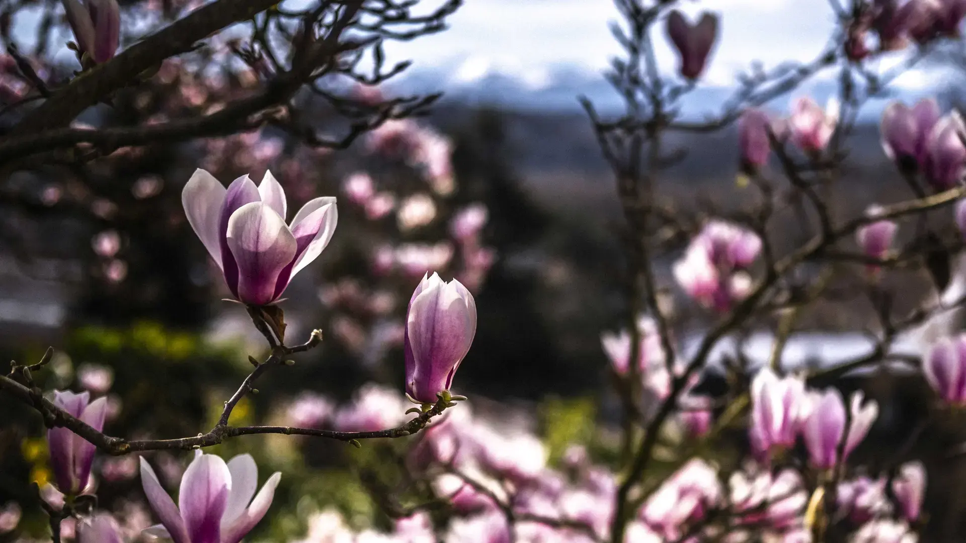 Le Parc Beaumont au Printemps