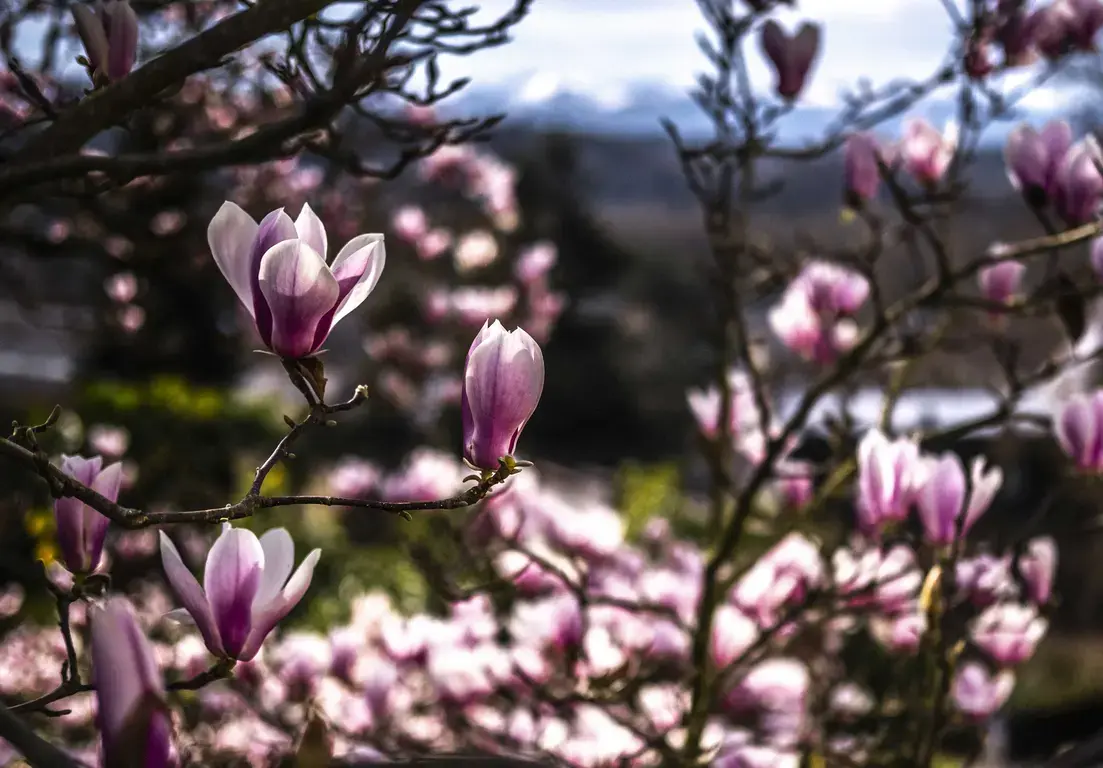 Le Parc Beaumont au Printemps