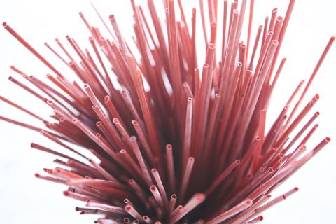 Paille de seigle