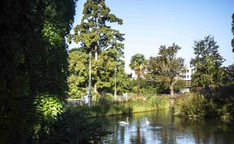 Les cygnes du parc Beaumont font leur nid