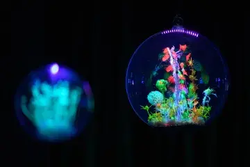 Spectacle Transiciones