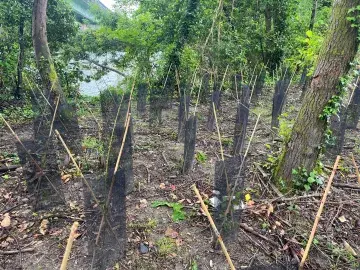 Plantation sur la voie verte