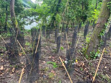 Plantation sur la voie verte