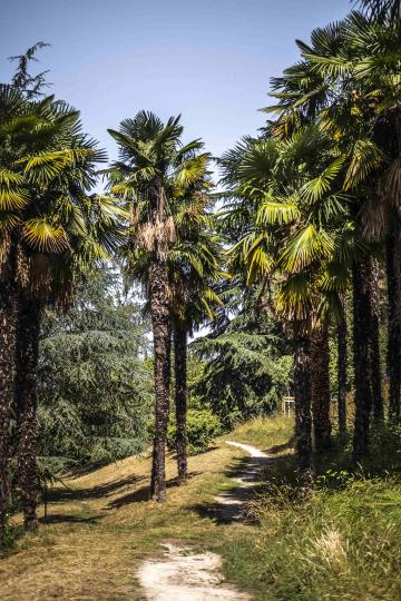 La Palmeraie du cimetière urbain de Pau