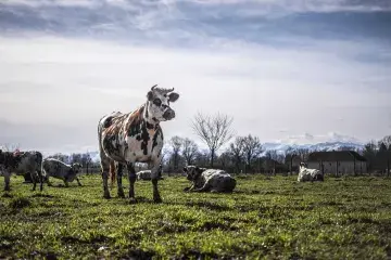 Vache dans une ferme 