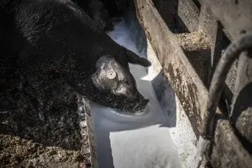 Porc Noir dans une ferme