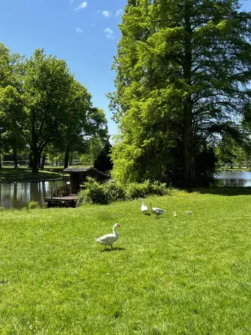 Les oies du domaine de Sers