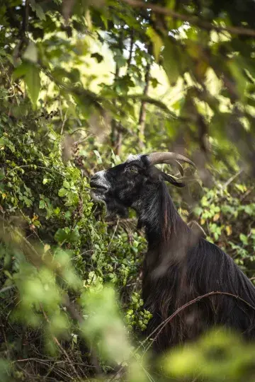 L'éco-pâturage dans les parcs 