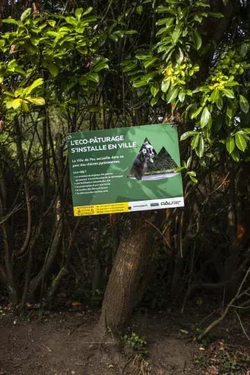 L'éco-pâturage dans les parcs : la panneau