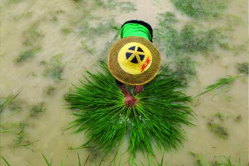 Photo de Yuyuan Ma, représentant une éco-paysanne chinoise dans une rizière