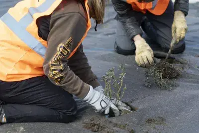 Plantations autour du parking de la gare